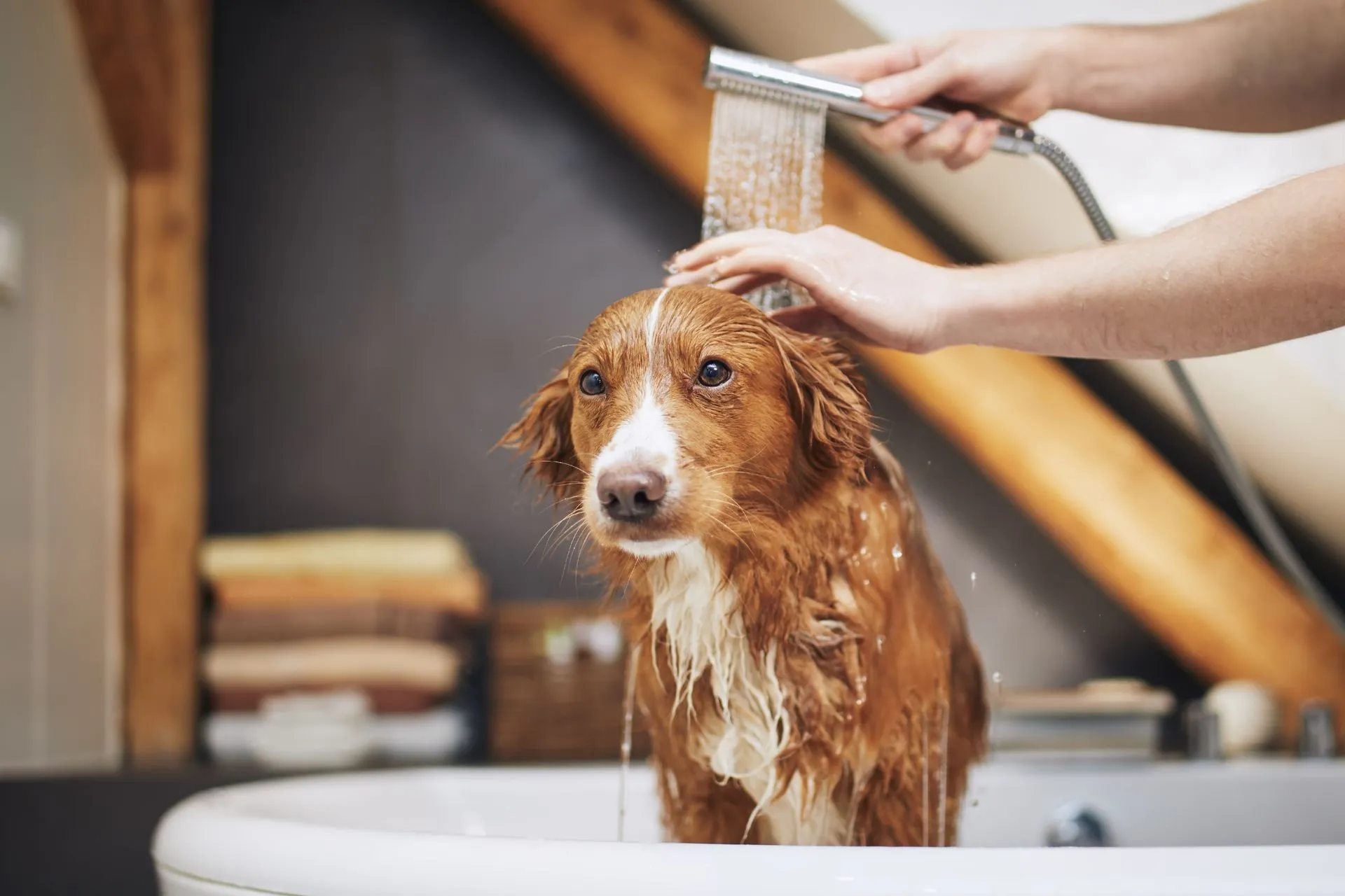 9 Tips for Bathing Your Pets Without Clogging the Drain